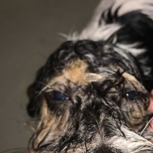 Meet your Posher, Abby